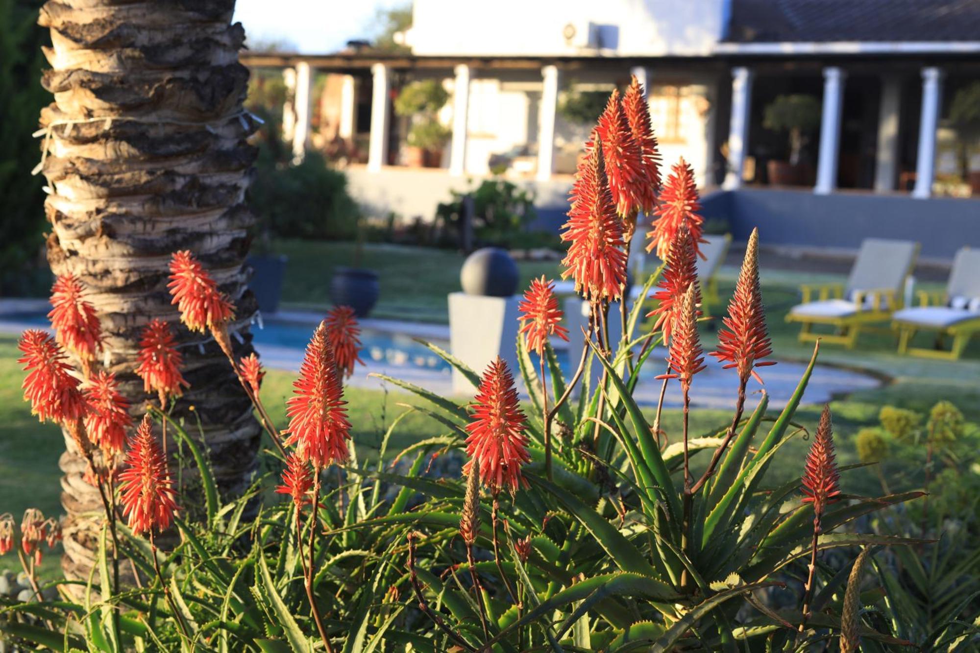 Thylitshia Villa Country Guest House Oudtshoorn Exteriör bild